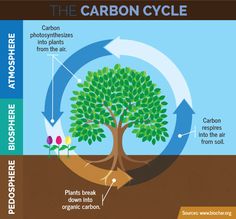 the carbon cycle diagram shows how plants grow and what they need to be used for