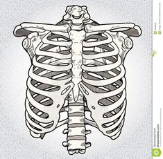 the rib cage is an illustration in black and white