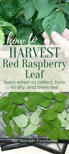 how to harvest red raspberry leaf in the garden with text overlay reading how to harvest red raspberry leaf learn when to collect, how to dry and brew tea