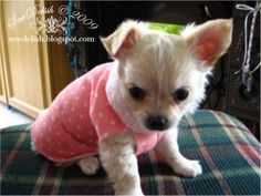 a small white dog wearing a pink shirt