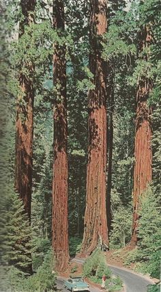 an old photo of cars parked in front of giant trees