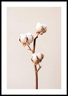 three cotton flowers in front of a white background