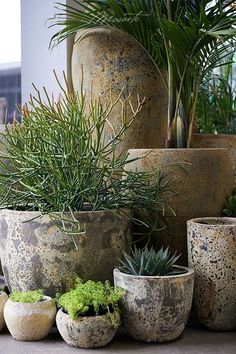 several potted plants sitting next to each other