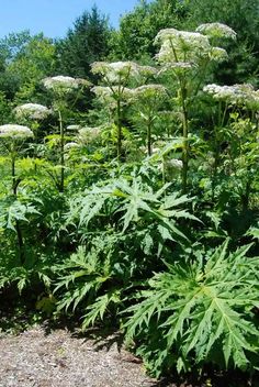 some very pretty white flowers and plants in the dirt ground by trees with lots of leaves on them