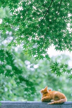 an orange cat sitting on top of a cement wall next to green leaves and trees