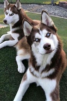 two brown and white husky dogs laying on top of green grass next to each other