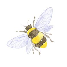 a watercolor drawing of a bee with yellow and black wings