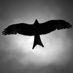 a black bird flying through the air with it's wings spread wide open in front of a cloudy sky