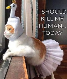 Memes and Jokes (Part 1) - Walt Disney World - TouringPlans Discussion Forums Cats Wearing Clothes, Minion Halloween, Funny Cat Memes, Silly Cats