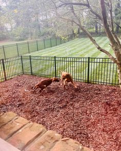 two dogs are playing in the dirt near a fence