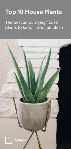 a potted plant sitting on top of a metal stand next to a fire place