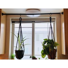 two plants are hanging from the ceiling in front of a window