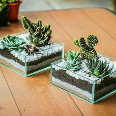 two glass containers with plants in them sitting on a wooden table next to each other