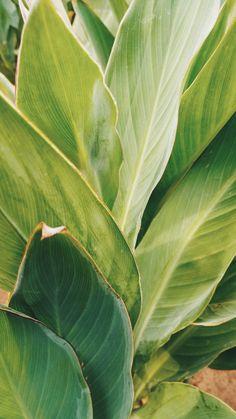 large green leaves are in the middle of a plant's leafy foliages