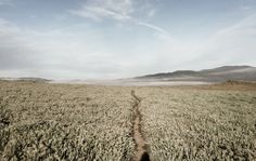 a dirt road in the middle of a field