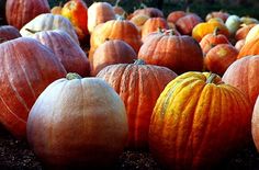 there are many pumpkins in the ground together