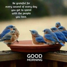 a group of blue birds sitting on top of a bowl with the words good morning