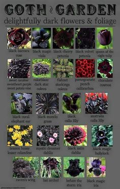 an image of different flowers and foliages in the garden for each type of plant