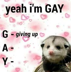 a ferret sitting on top of a pink and white background with words that say, yeah i'm gay g - giving