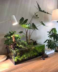 an aquarium with plants in it on top of a wooden table next to a lamp