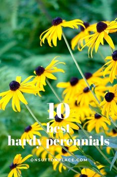 yellow flowers with the words 10 best hardy perennials in front of green foliage