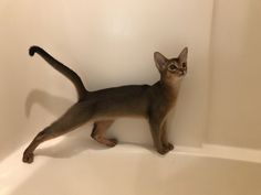 a cat is standing in the corner of a bathtub and looking at the camera