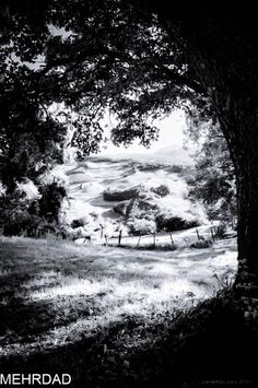 black and white photograph of an open field with trees in the foreground, looking out into the distance