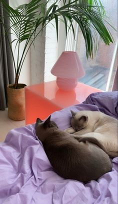 two cats sleeping on a bed next to a potted plant