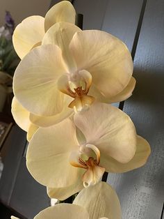 three yellow orchids sitting on top of a table