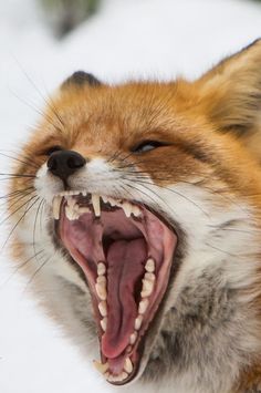 a red fox with its mouth open and it's teeth wide open in the snow