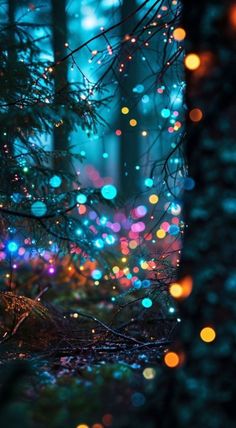 colorful lights are shining in the dark forest