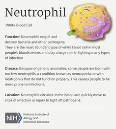 an info sheet describing the benefits of neutrophil