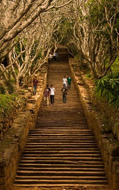 several people walking up some steps in the woods with trees on either side and stairs leading to them