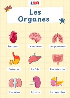 an illustrated poster with different types of organ organs in french and english, including the livers