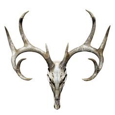 an animal's skull with large antlers is shown on a white background,