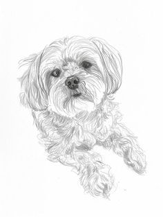 a pencil drawing of a dog laying down