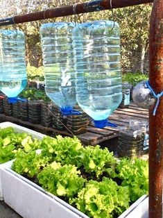 three plastic water bottles are hanging over some plants