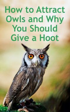 an owl sitting on top of a green grass covered field with the words how to attract owls and why you should give a hoot