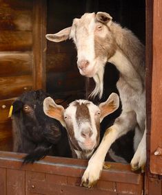 two goats are looking out the window of a barn with another goat in it's stall