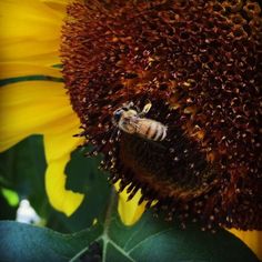 a bee on a sunflower that is in the middle of it's bloom