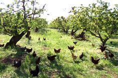 chickens in an apple orchard on a sunny day