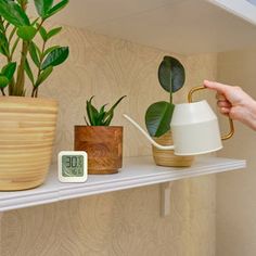 a person is holding a coffee cup and watering can on a shelf with plants in it