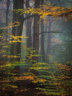 trees with yellow leaves in the foggy forest