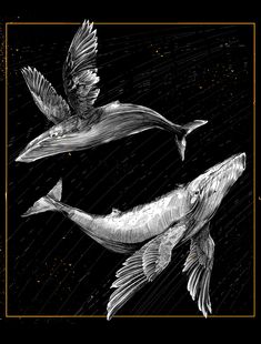 two fish are flying in the air with their wings spread out, and one is black and white