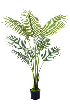 a green plant in a black pot on a white background