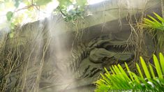 an image of a dinosaur head in the jungle