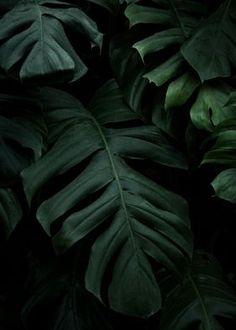 green leaves in the dark on a black background