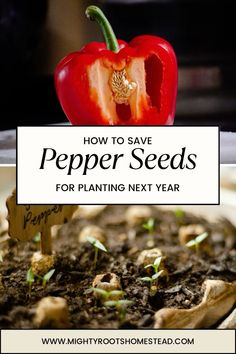 how to save pepper seeds for planting next year