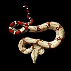 a red and white snake on a black background