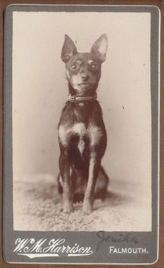 an old black and white photo of a small dog